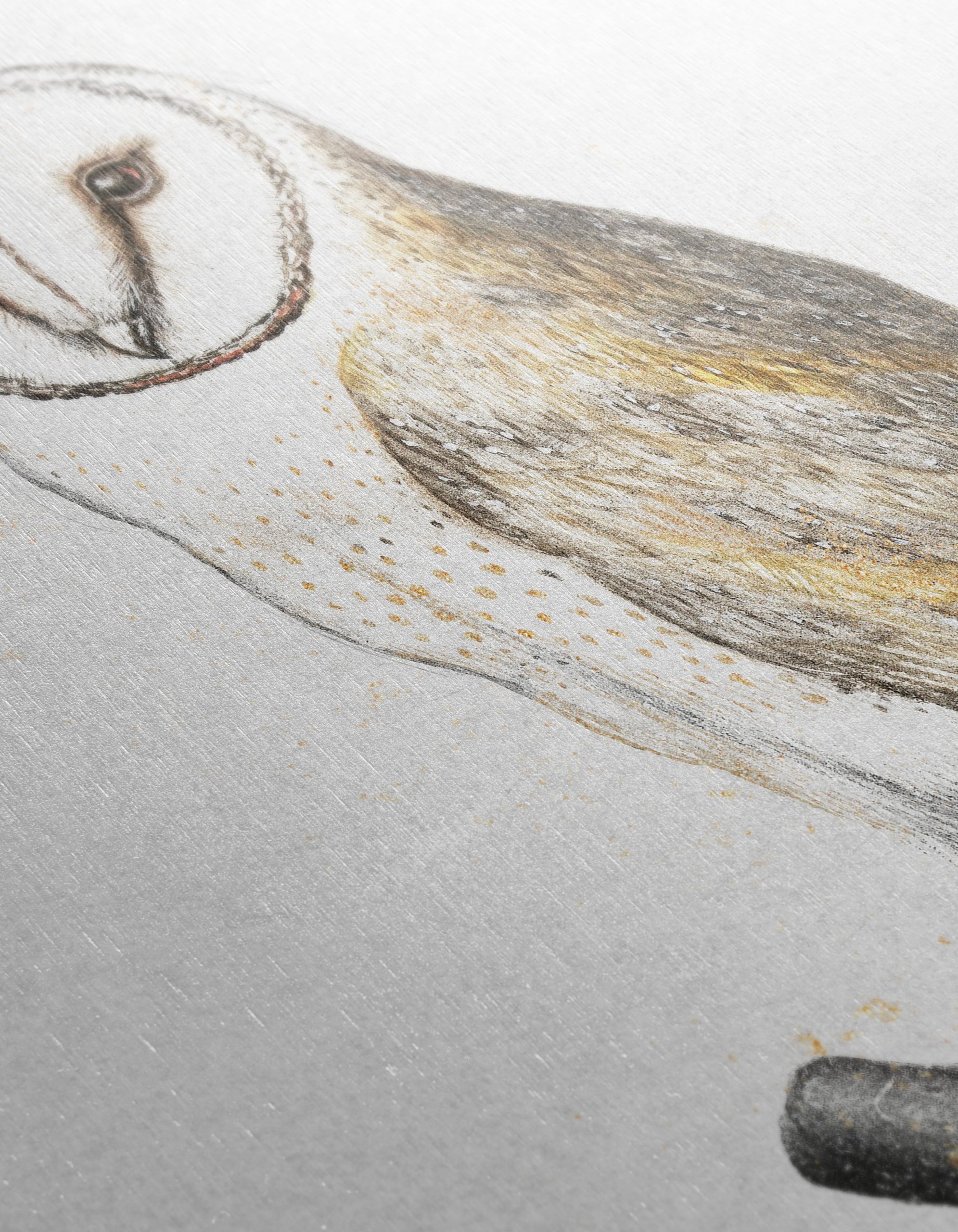 Illustration of a Barn Owl Perched - Image 12