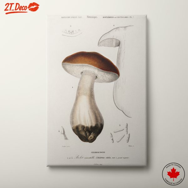 Vintage Mushroom Botanical Illustration