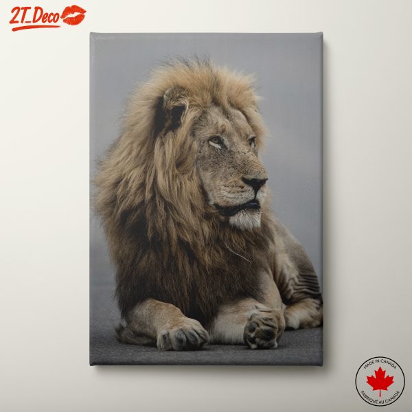 Majestic Lion Portrait in Natural Light
