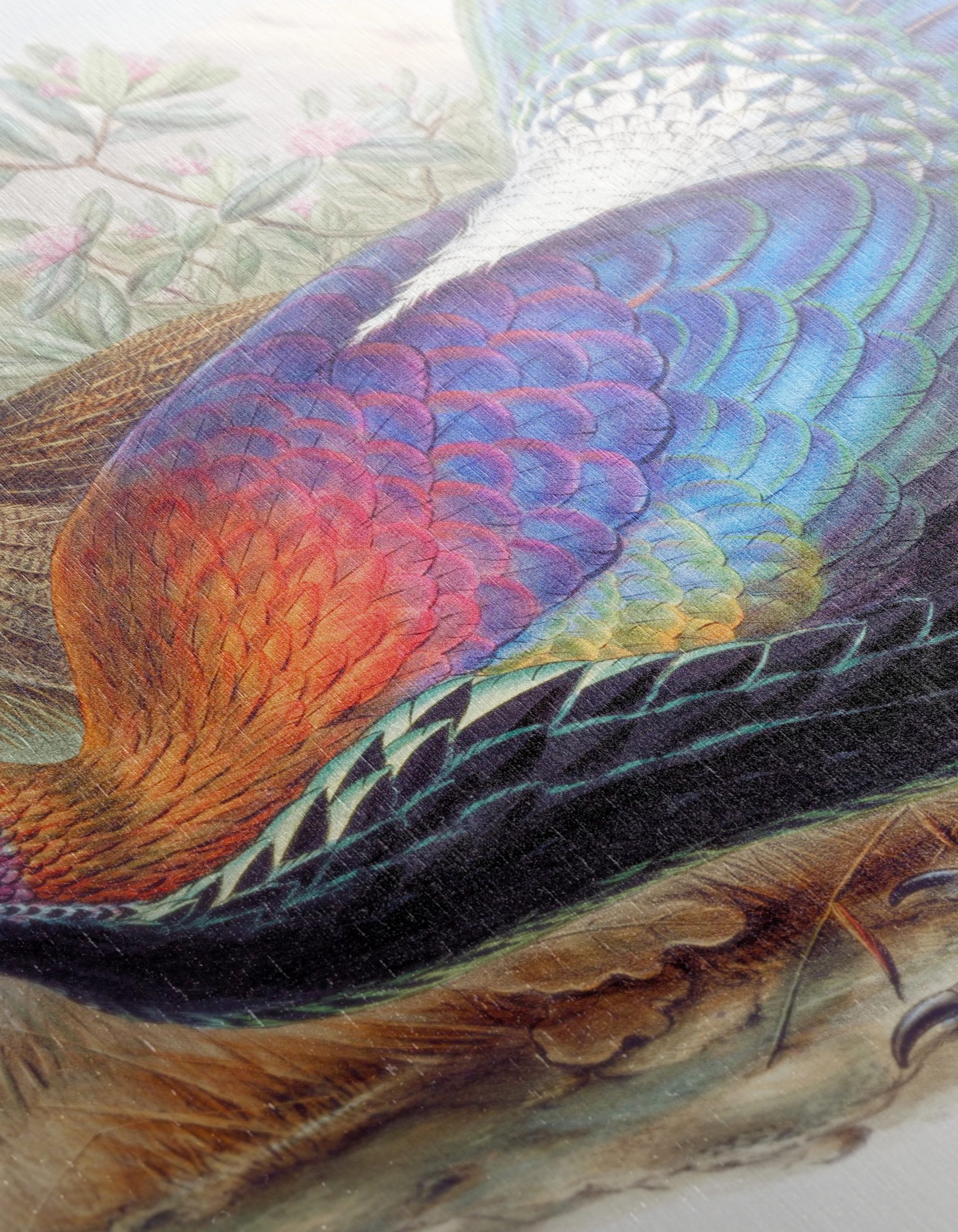Vibrant Birds in Natural Setting - Image 12