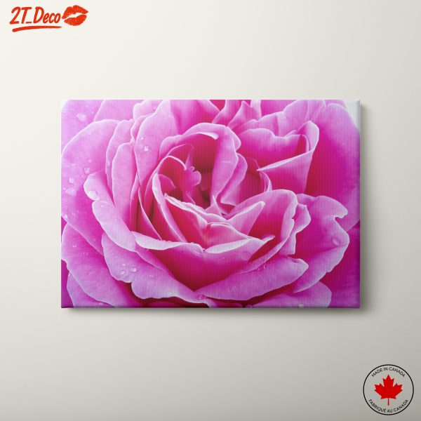 Beautiful Pink Rose Bloom
