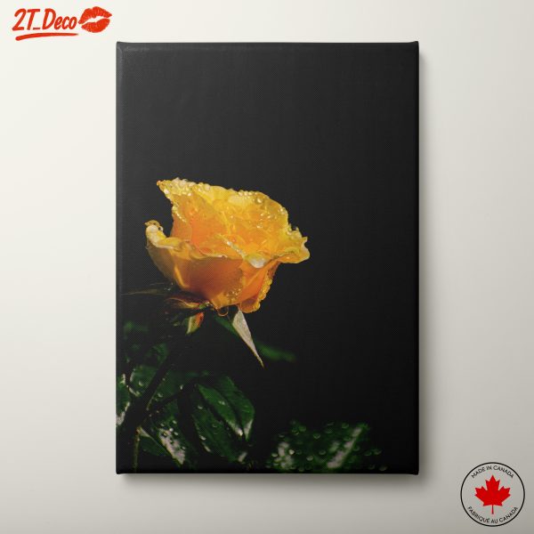 Stunning Yellow Rose with Dew Drops