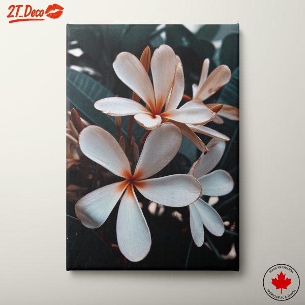 Beautiful Plumeria Flowers in Soft Light