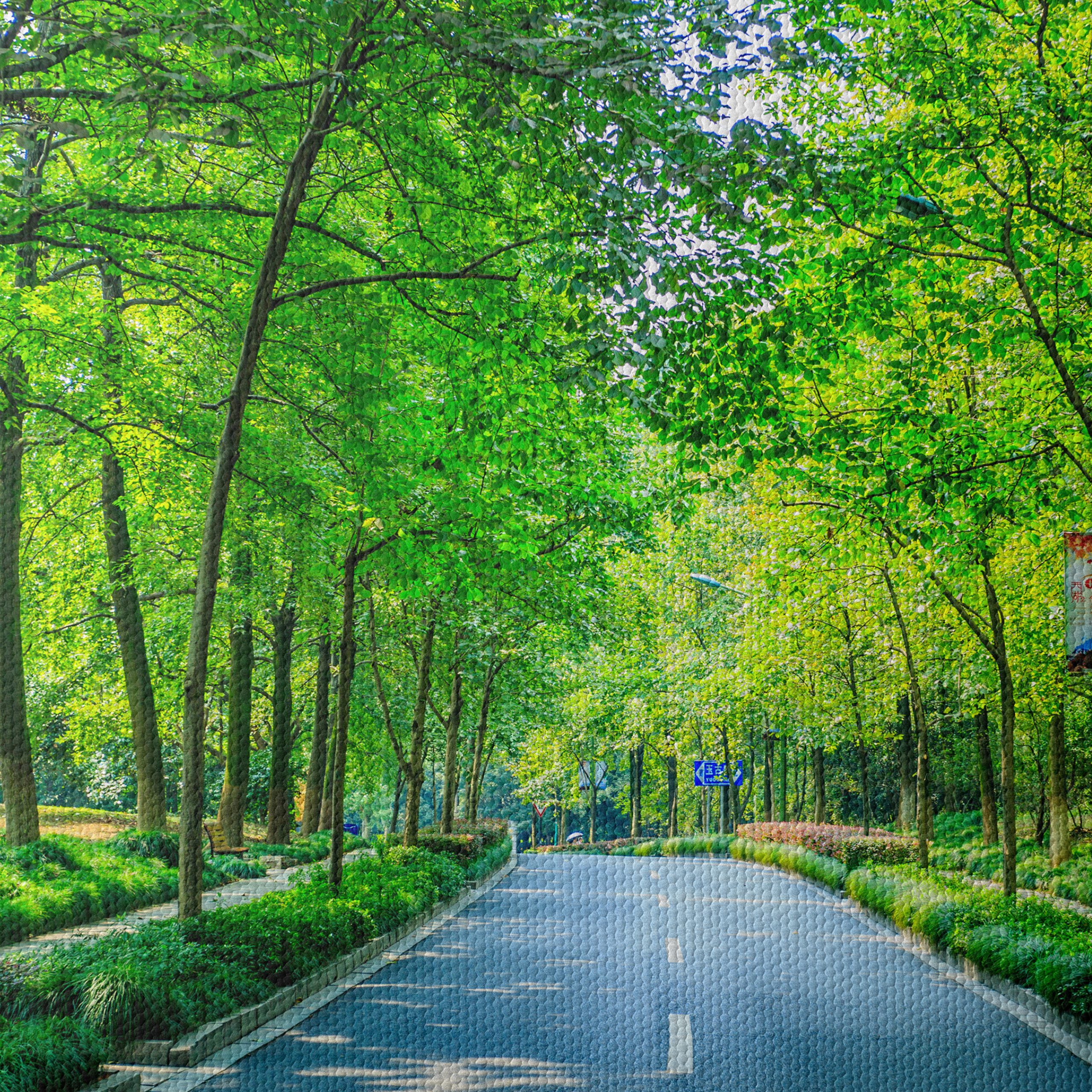 Serene Tree-Lined Path in Nature - Image 4