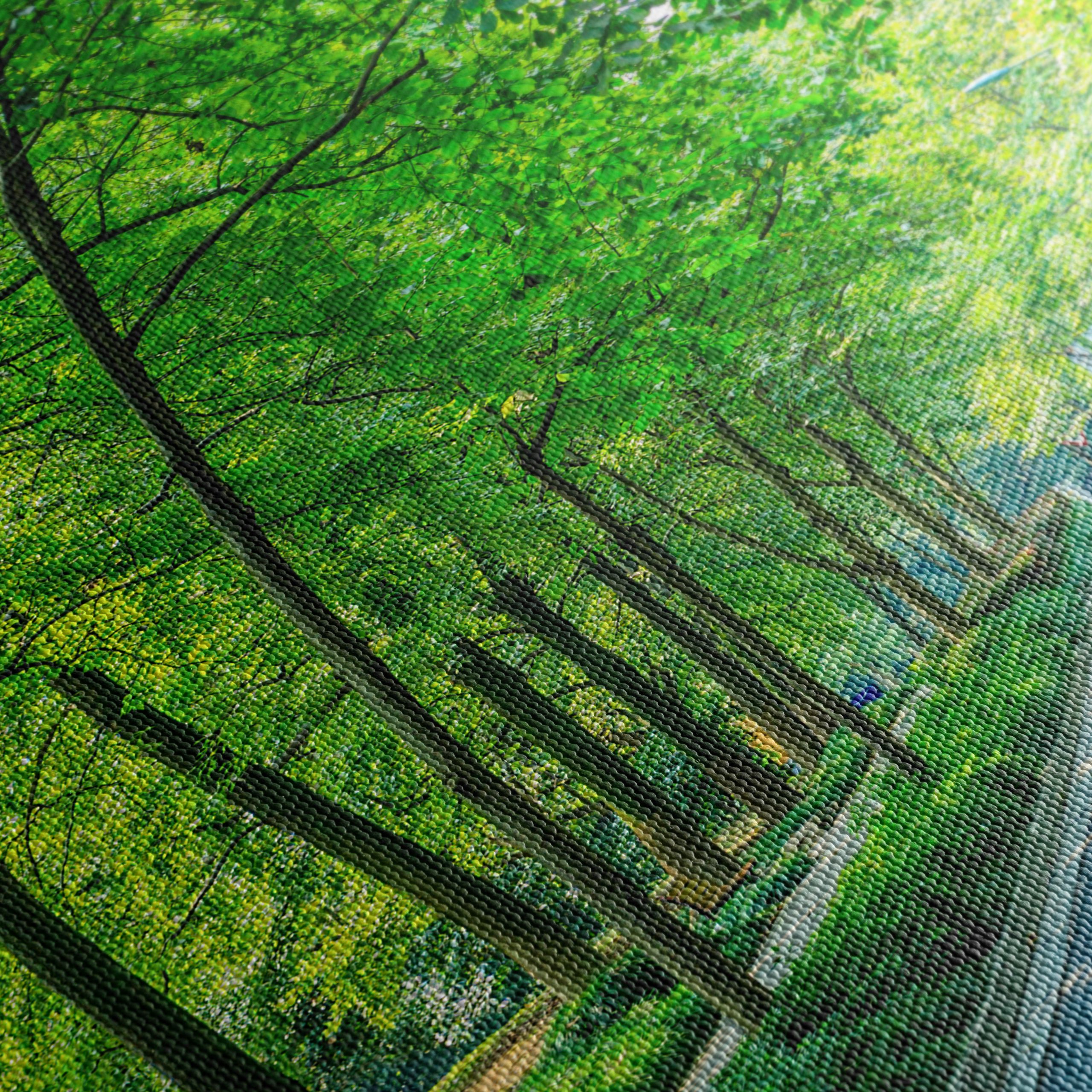 Serene Tree-Lined Path in Nature - Image 5