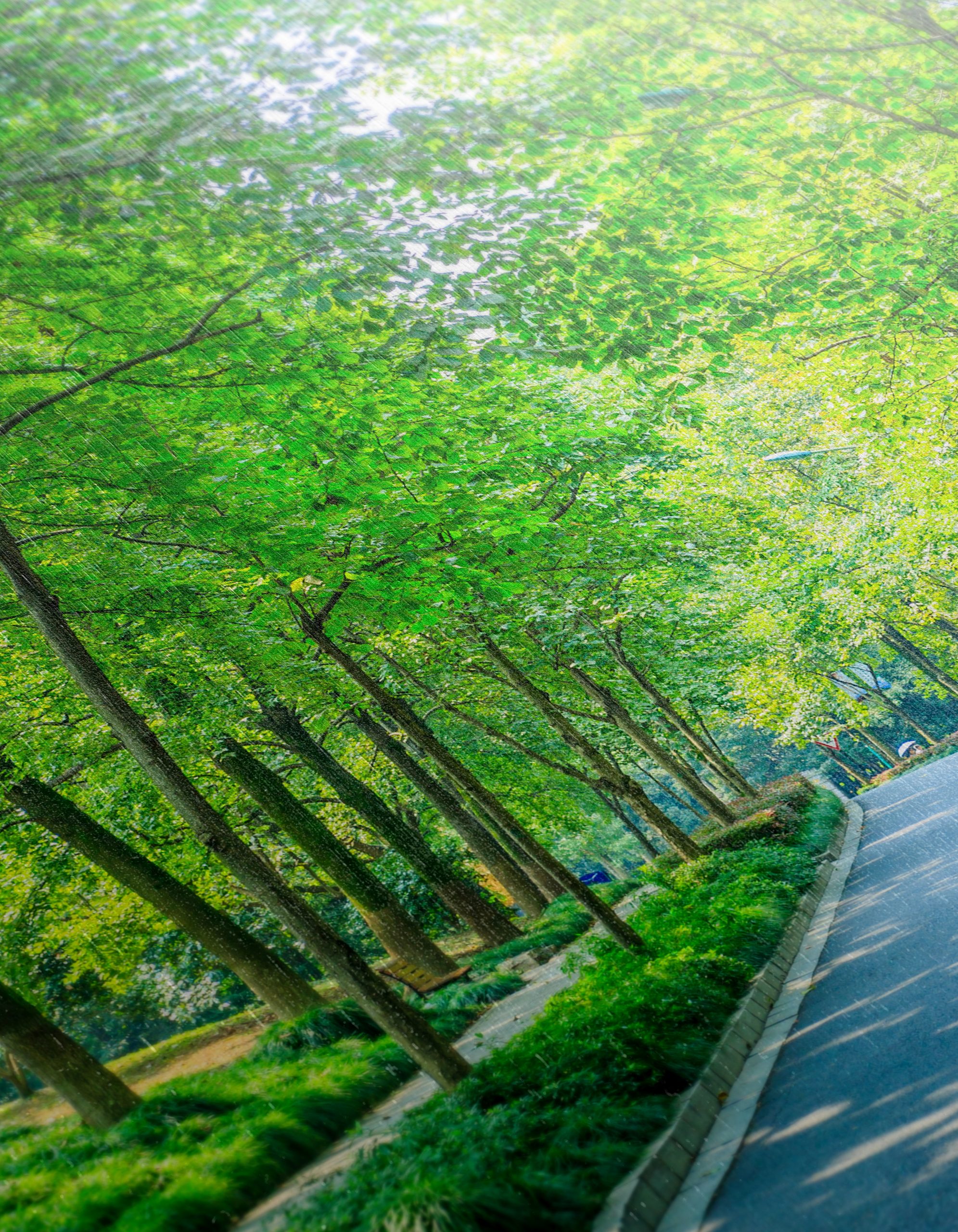 Serene Tree-Lined Path in Nature - Image 12