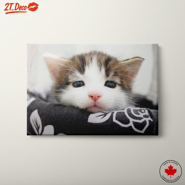 Adorable Cat Portrait for Pet Lovers