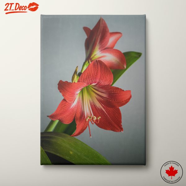 Vibrant Red Amaryllis Flower Art