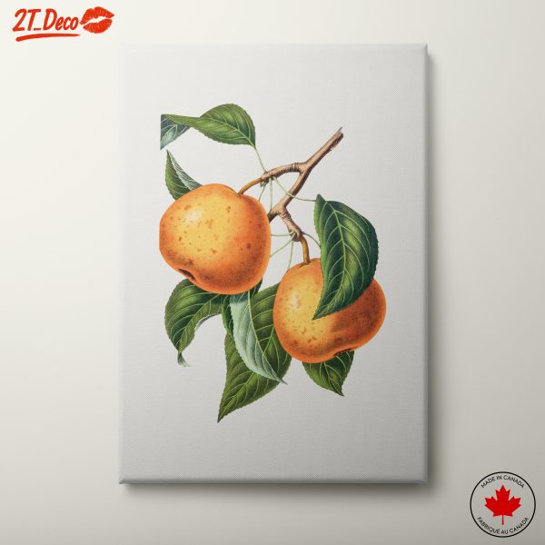 Vintage Botanical Illustration of Fruits and Leaves