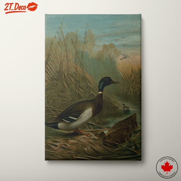 Mallard Duck in Serene Marsh Landscape