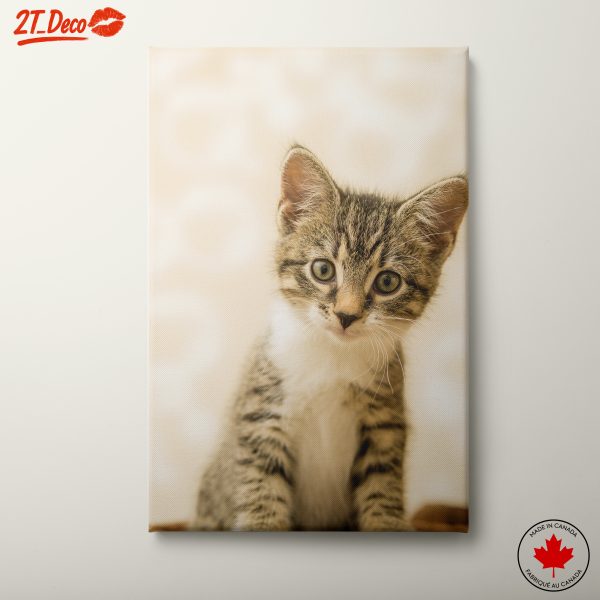 Adorable Tabby Cat Portrait