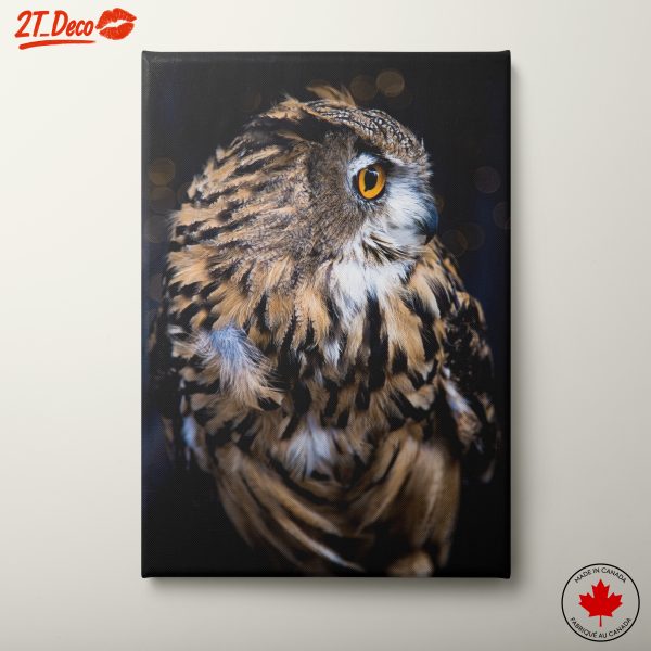 Stunning Owl Portrait on Dark Background