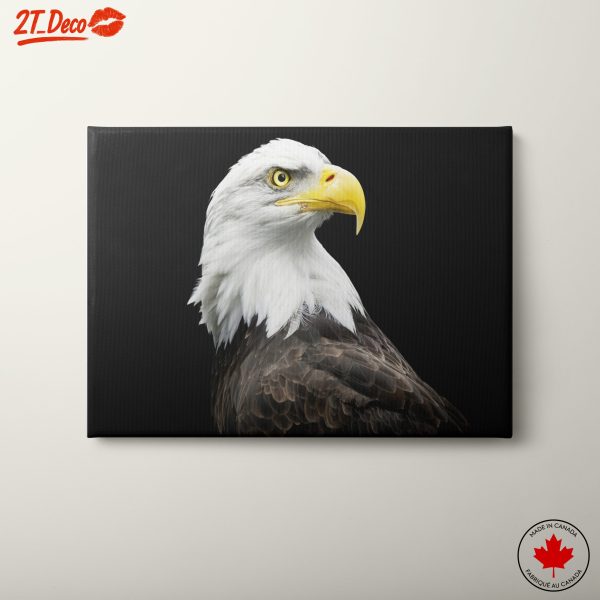 Stunning Bald Eagle Portrait