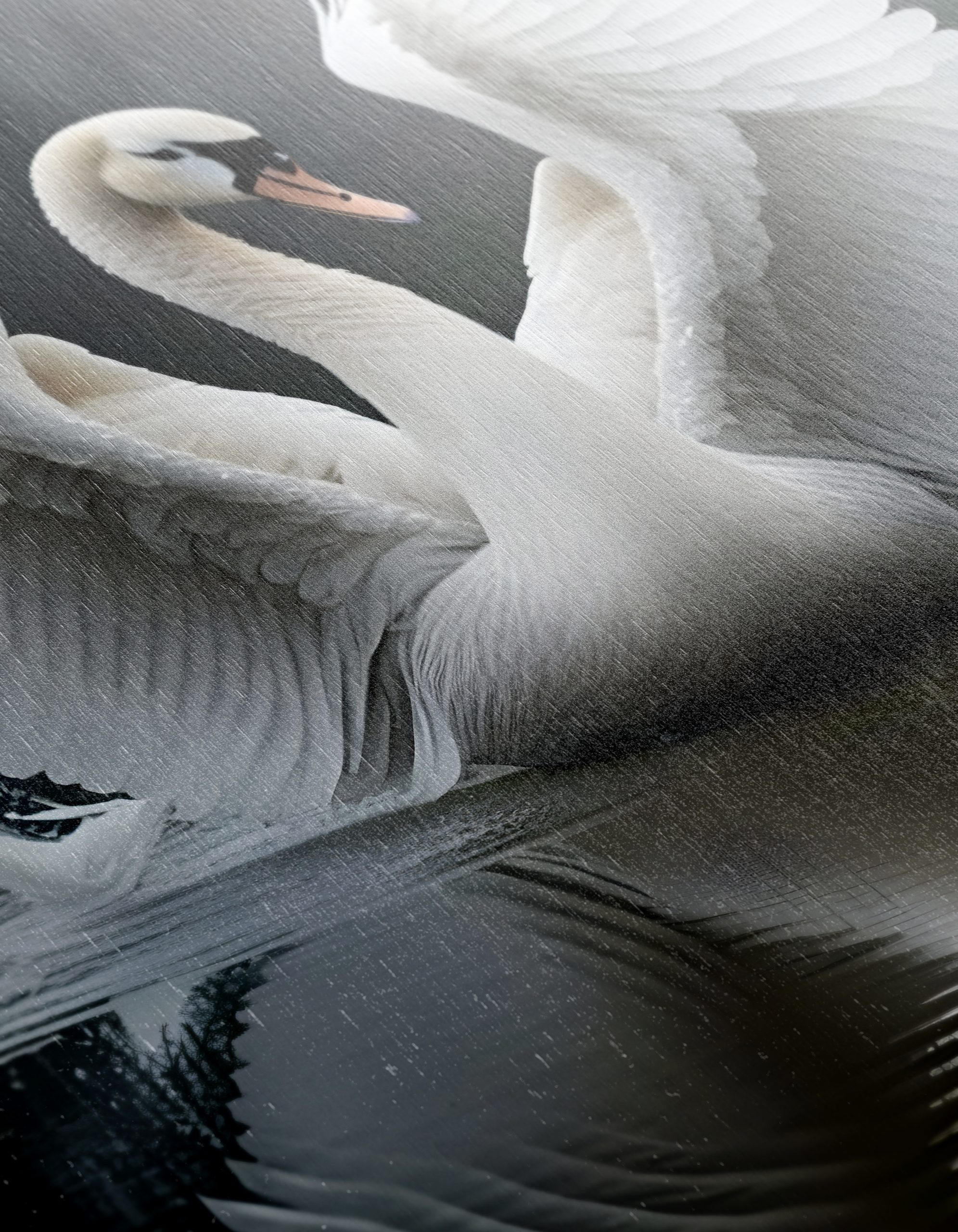 Elegant Swan with Wings Spread - Image 12