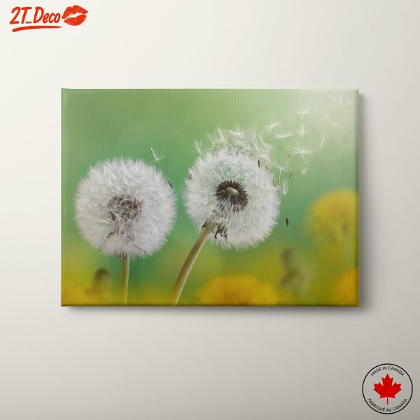Dandelion Seeds in the Breeze