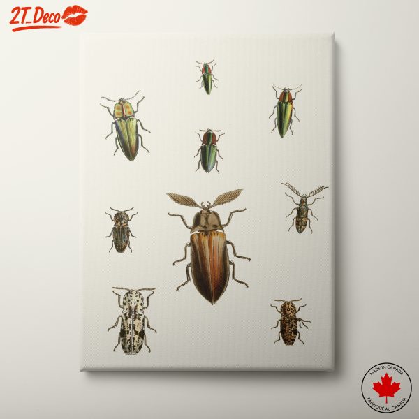 Detailed Entomological Illustration of Beetles