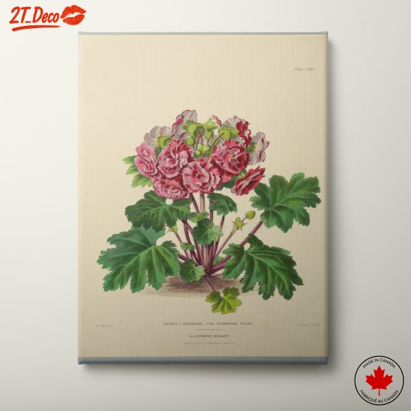 Beautiful Botanical Illustration of Primula