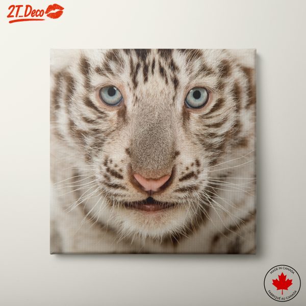 White Tiger Cub Close-Up