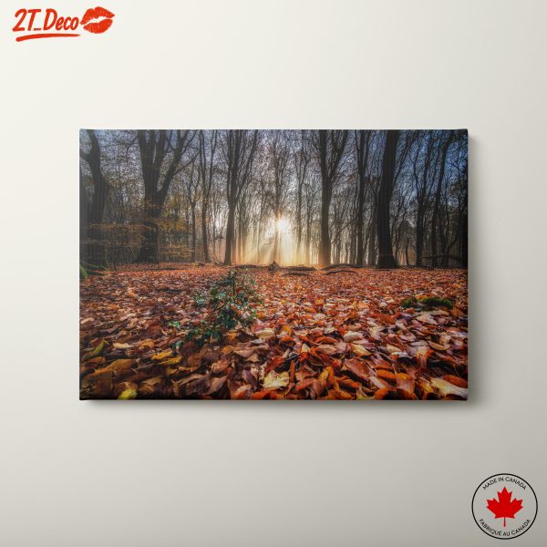 Sunlit Forest Pathway in Autumn
