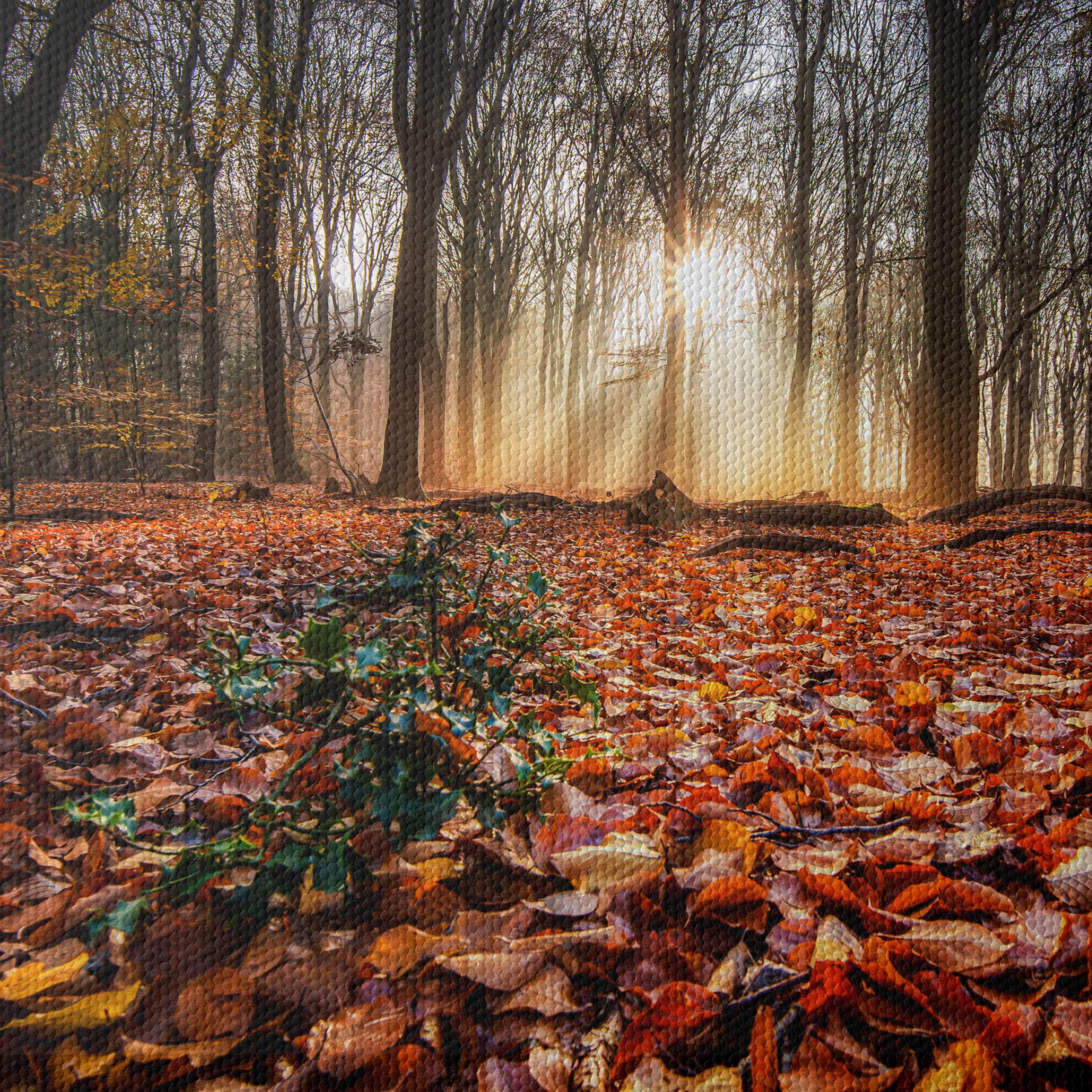 Sunlit Forest Pathway in Autumn - Image 4