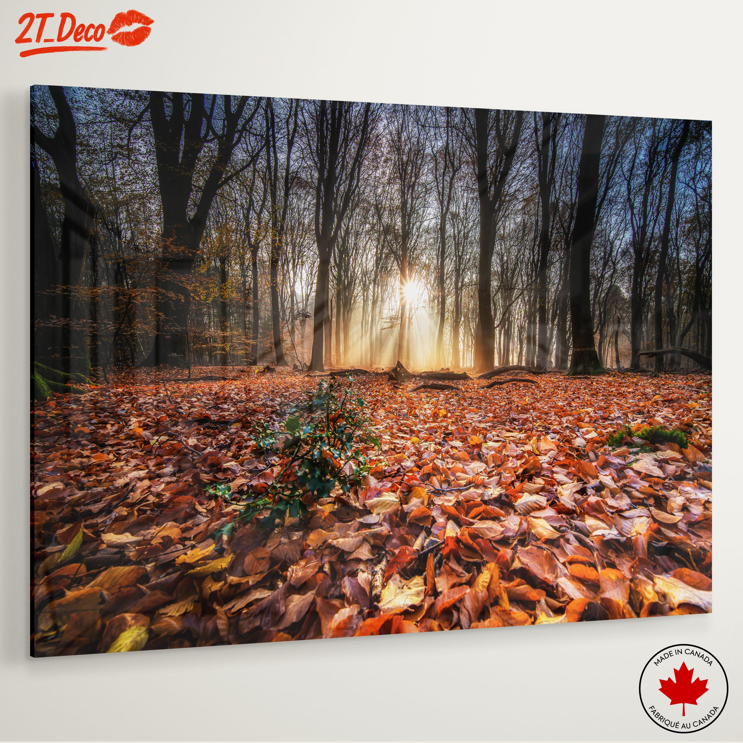 Sunlit Forest Pathway in Autumn - Image 6
