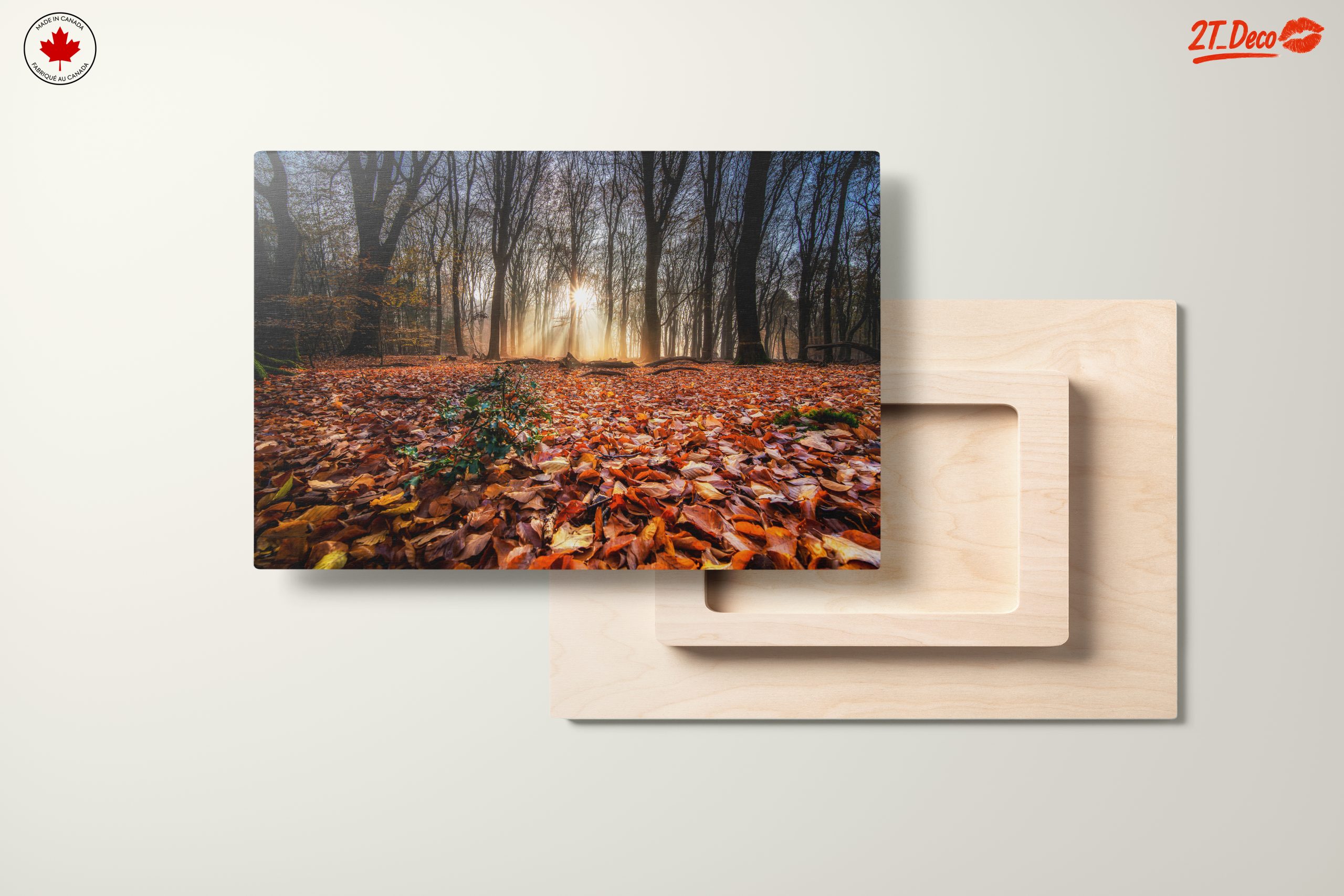 Sunlit Forest Pathway in Autumn - Image 11