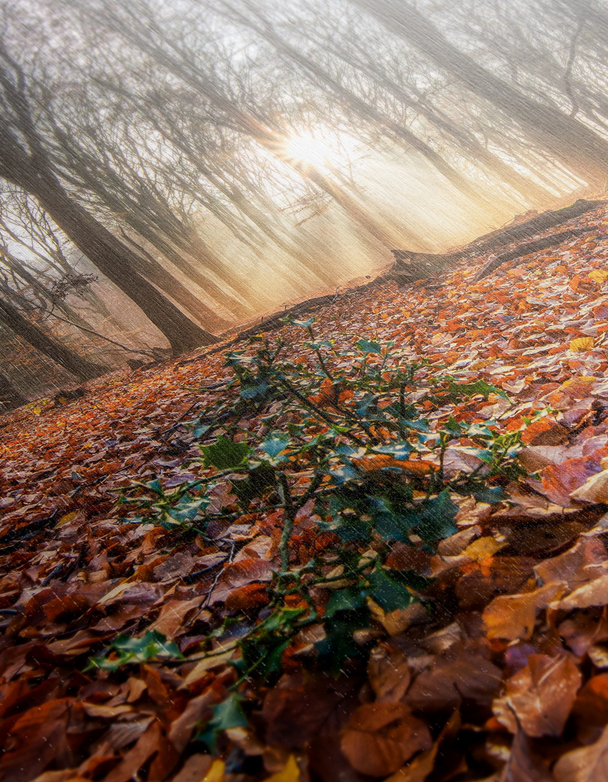 Sunlit Forest Pathway in Autumn - Image 12