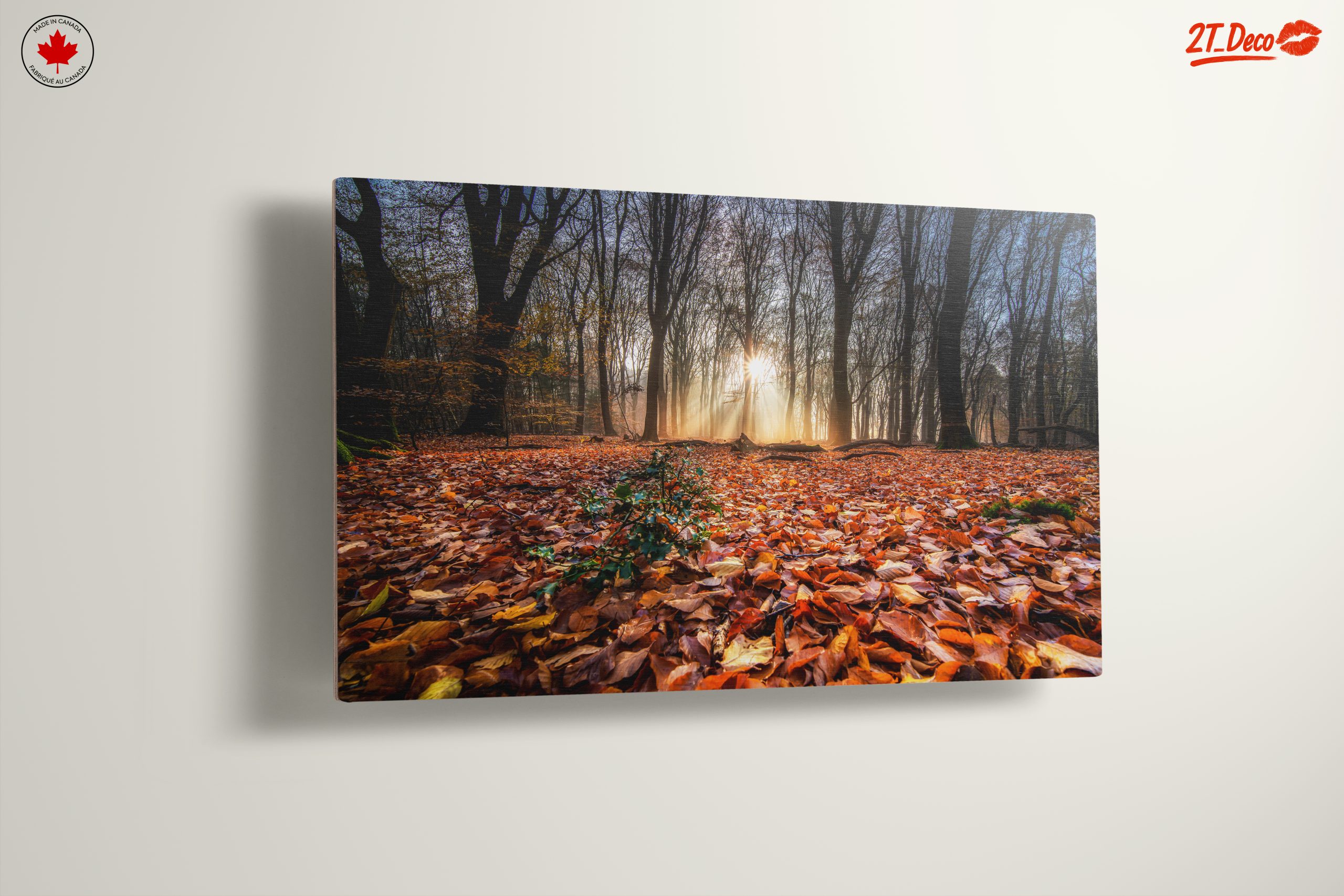 Sunlit Forest Pathway in Autumn - Image 13