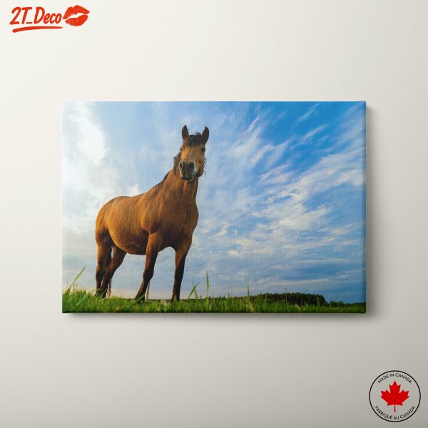 Majestic Horse Under Blue Sky