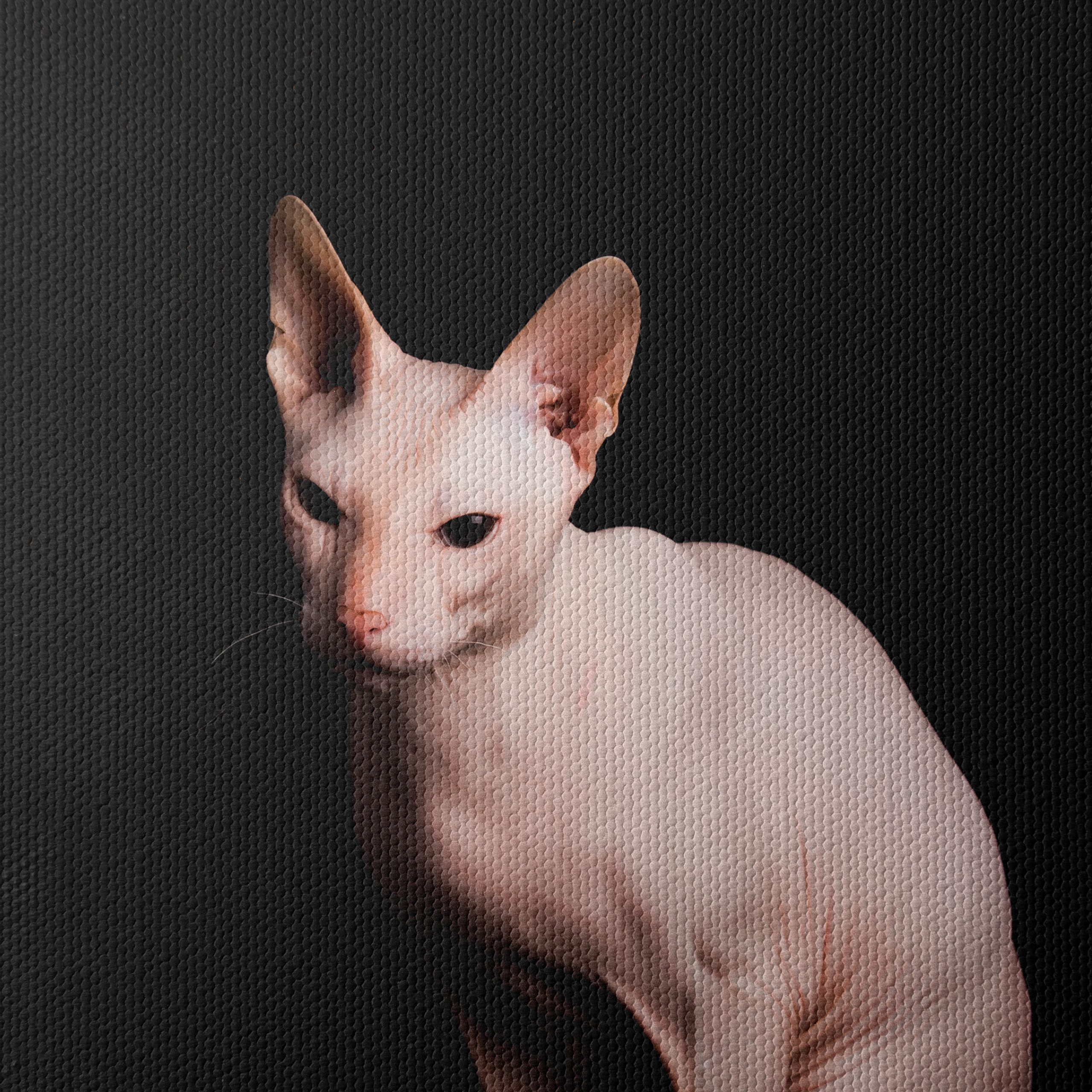 Elegant Sphynx Cat Portrait - Image 4