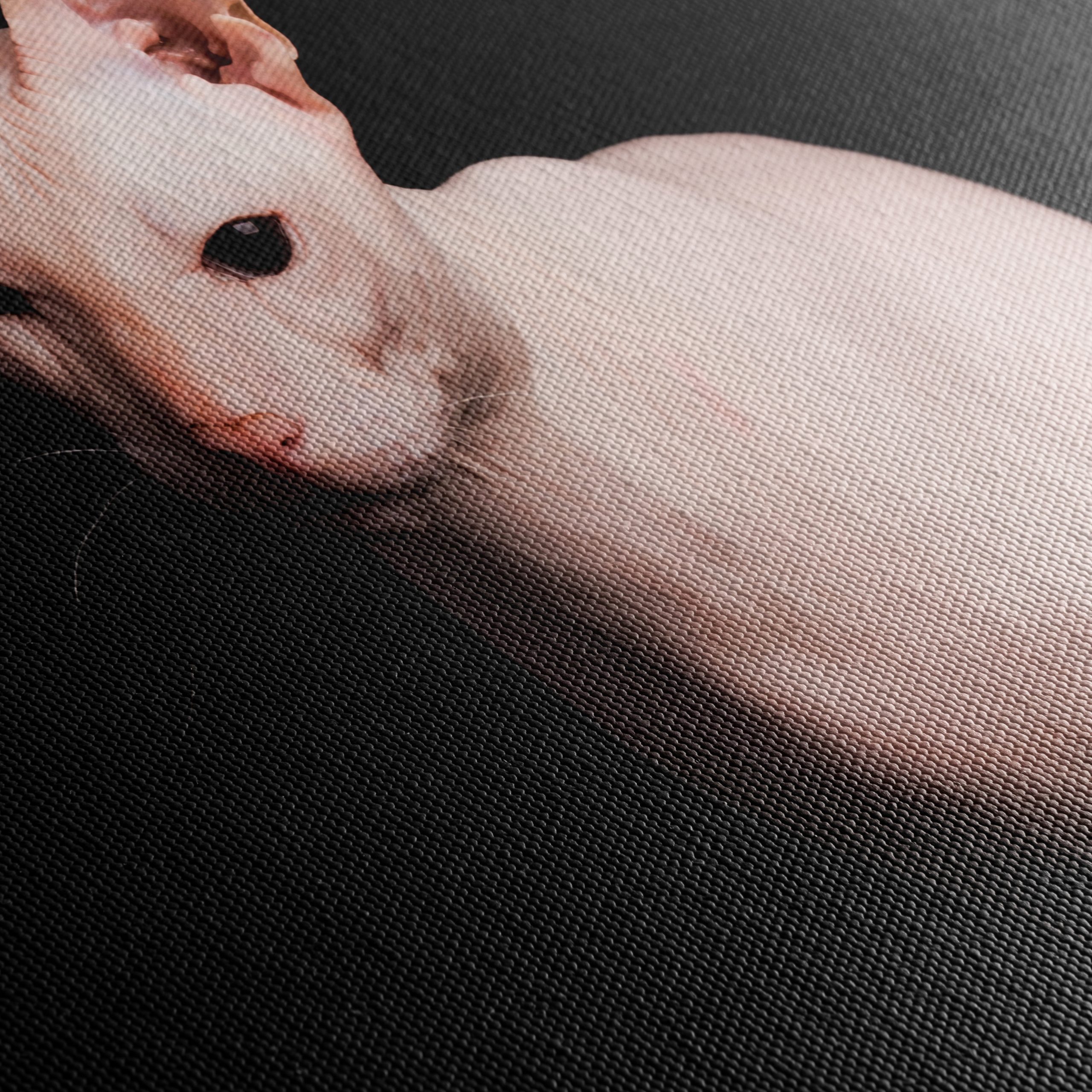 Elegant Sphynx Cat Portrait - Image 5