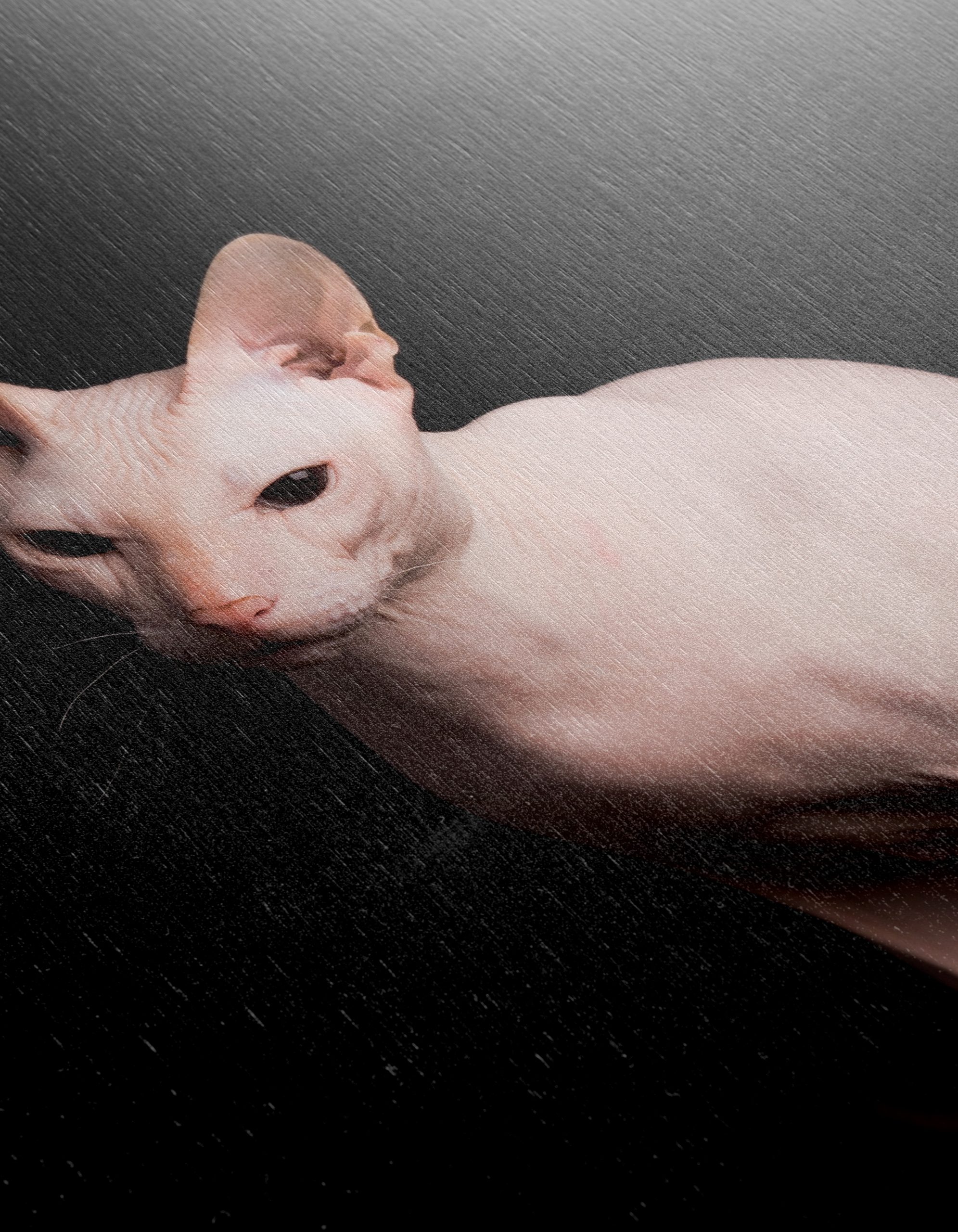 Elegant Sphynx Cat Portrait - Image 12