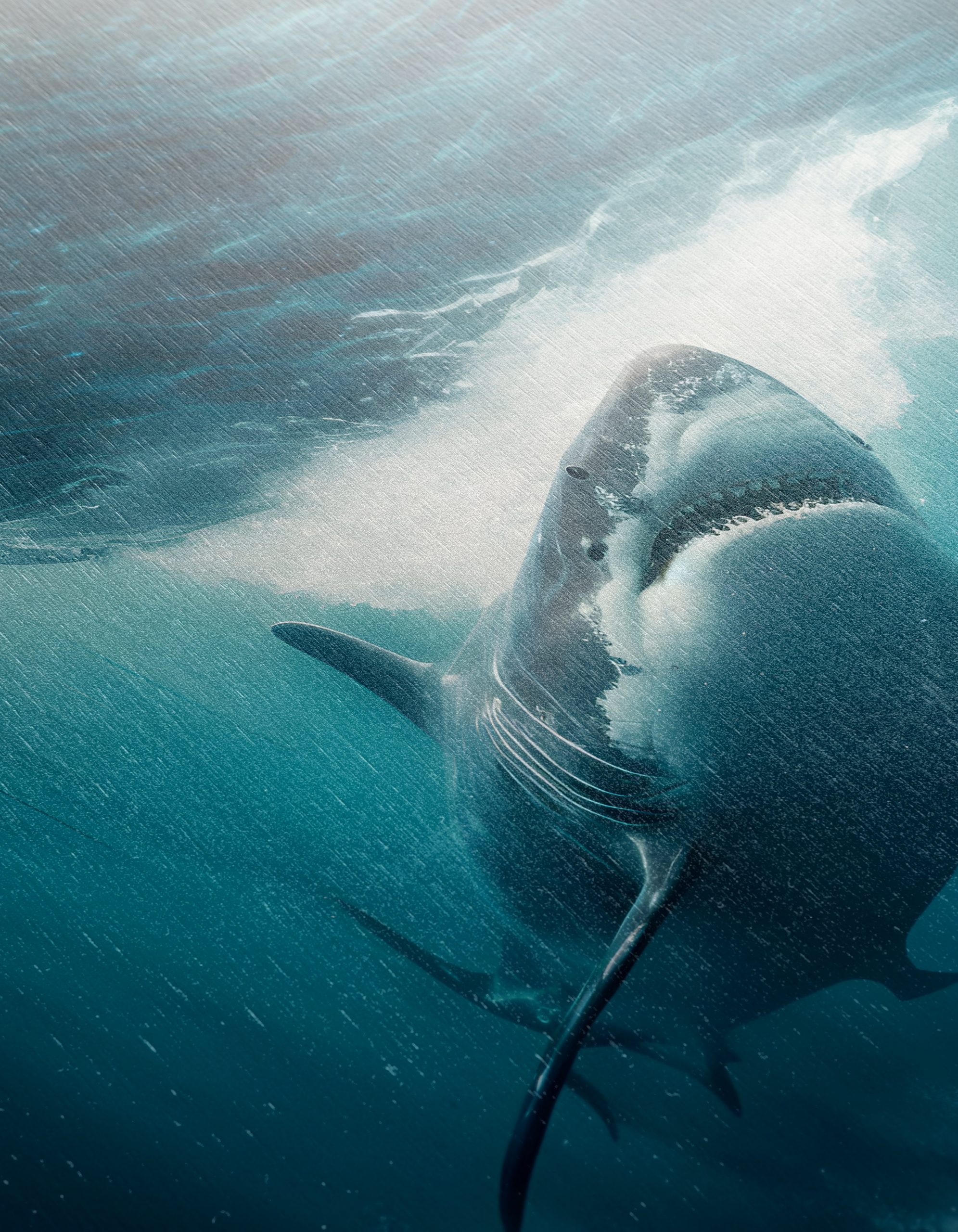 Stunning Ocean Predator Shark - Image 12