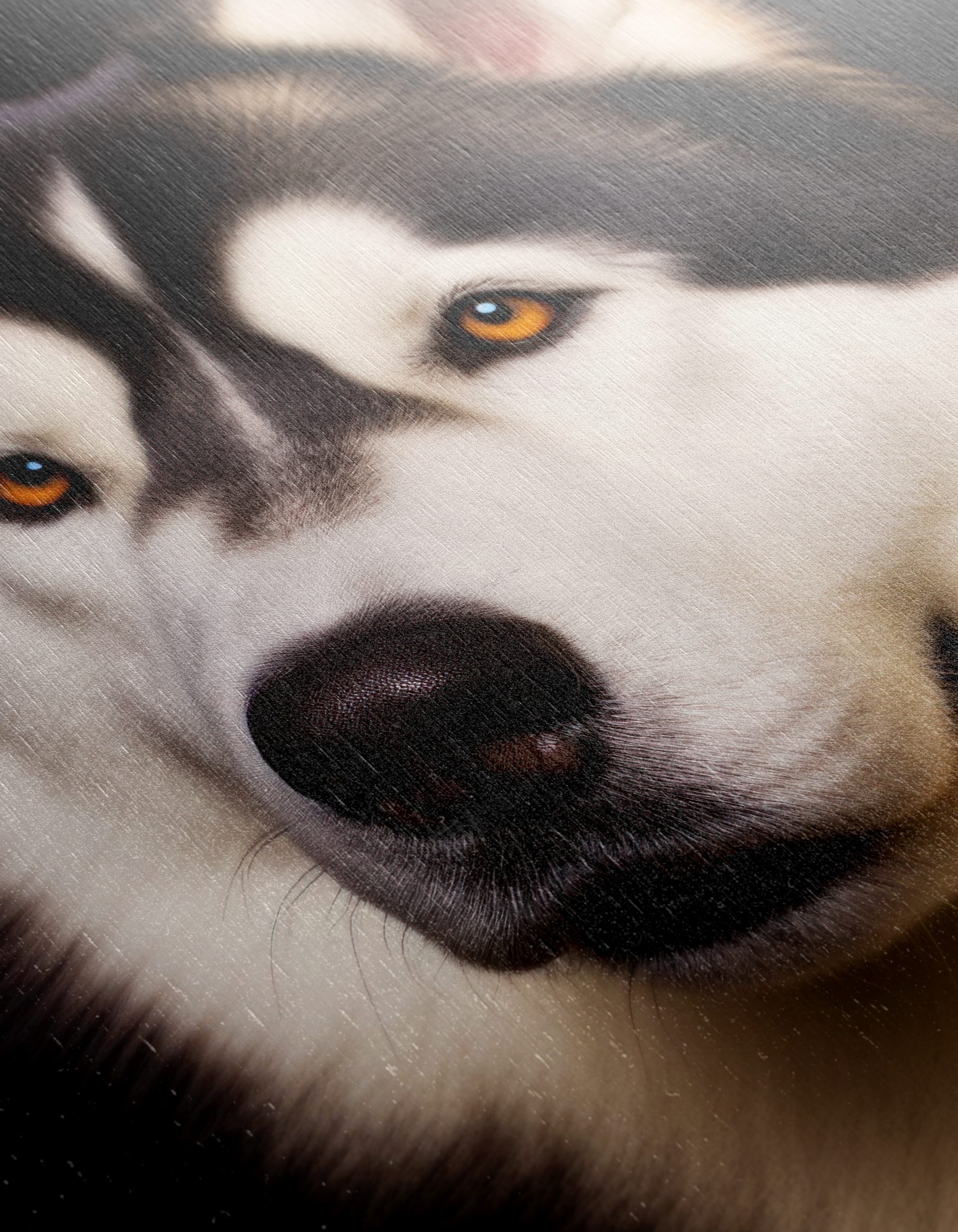 Majestic Husky Dog Portrait - Image 12