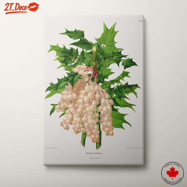 Mahonia Japonica Botanical Art