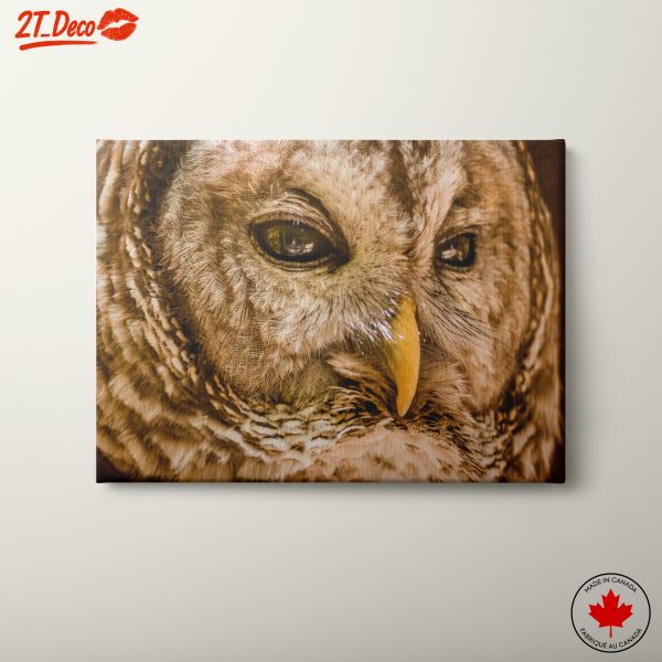 Detailed Close-up of an Owl
