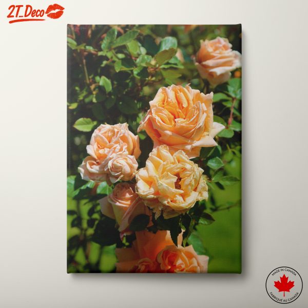 Elegant Peach Roses in Bloom