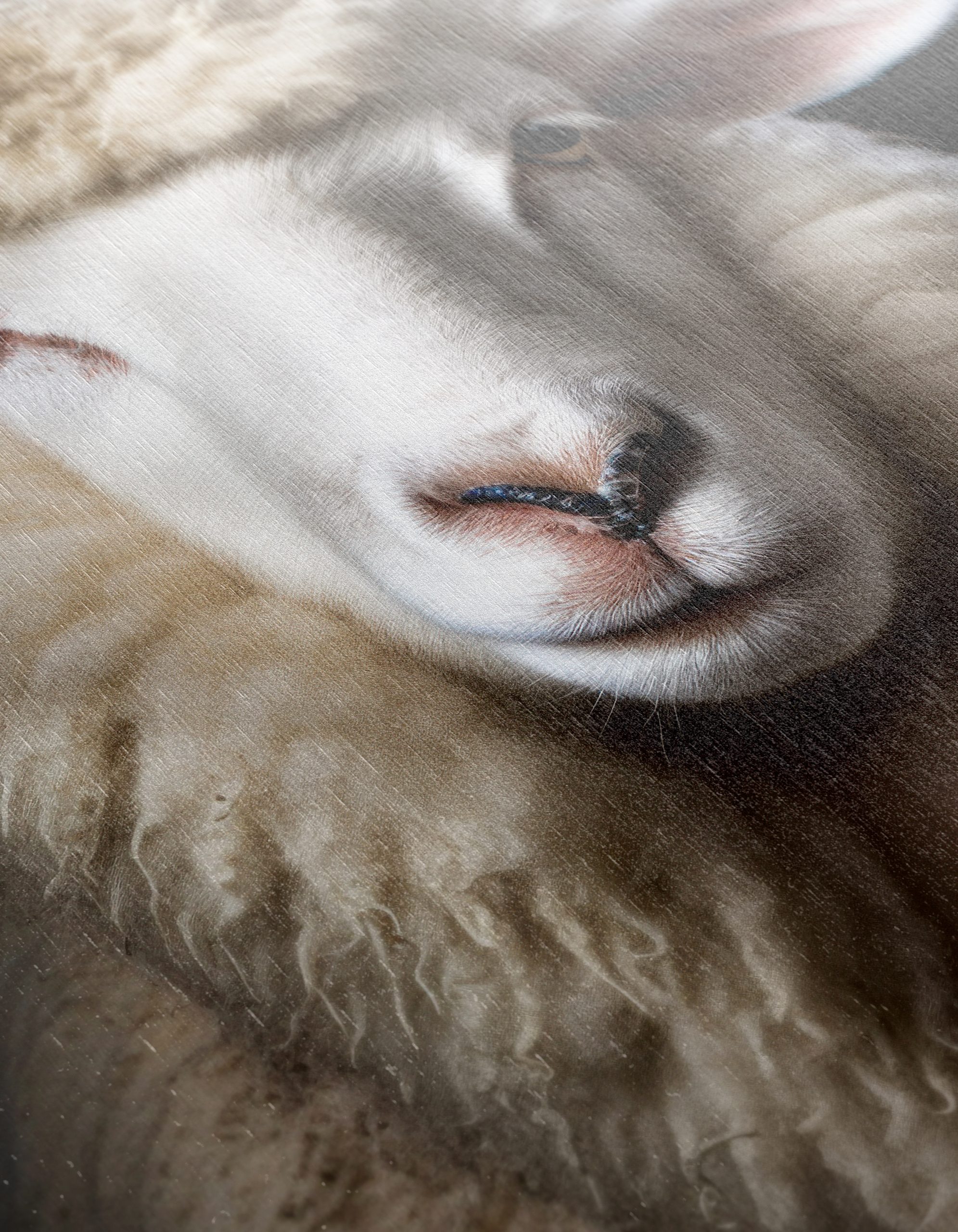 Artistic Portrait of a Sheep - Image 12