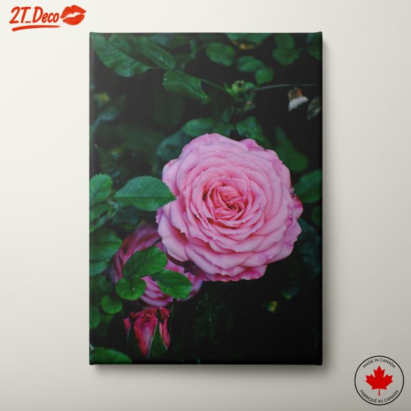 Beautiful Pink Rose with Lush Green Leaves