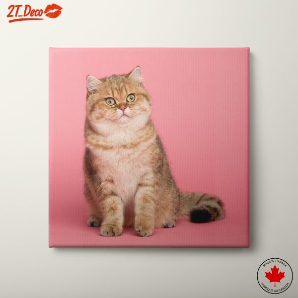 Beautiful Cat on Pink Background