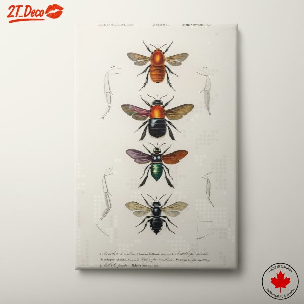Detailed Insect Illustrations of Hymenoptera