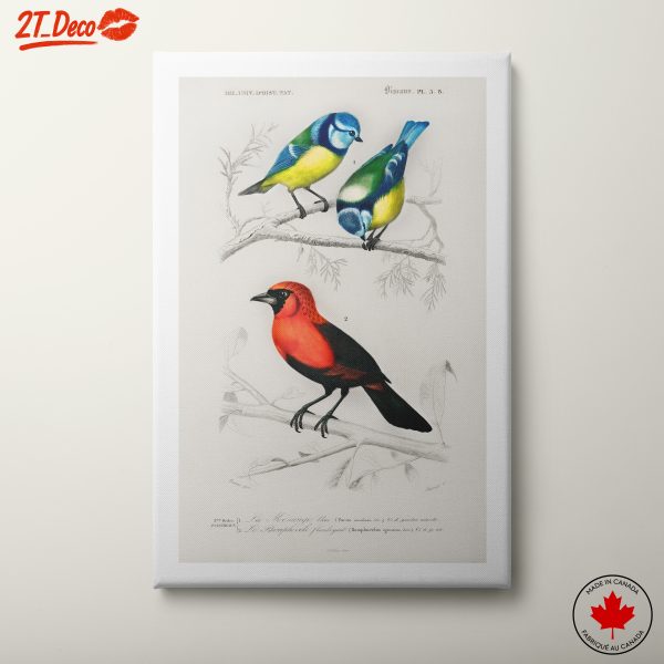 Colorful Ornithological Illustrations of Birds