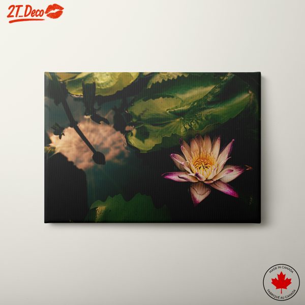 Lotus Flower in Serene Waters