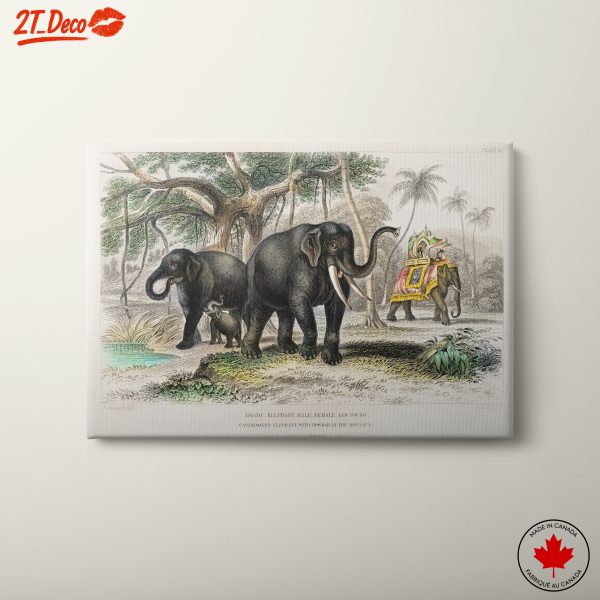Asiatic Elephants in Natural Habitat