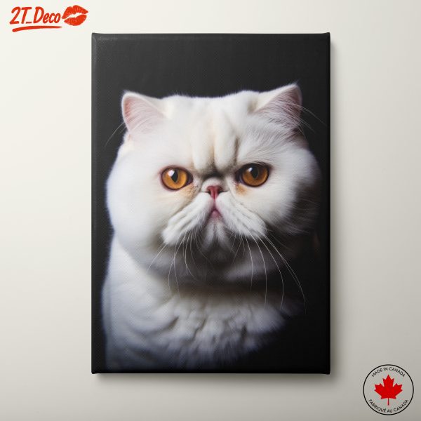 Persian Cat Portrait on Black Background