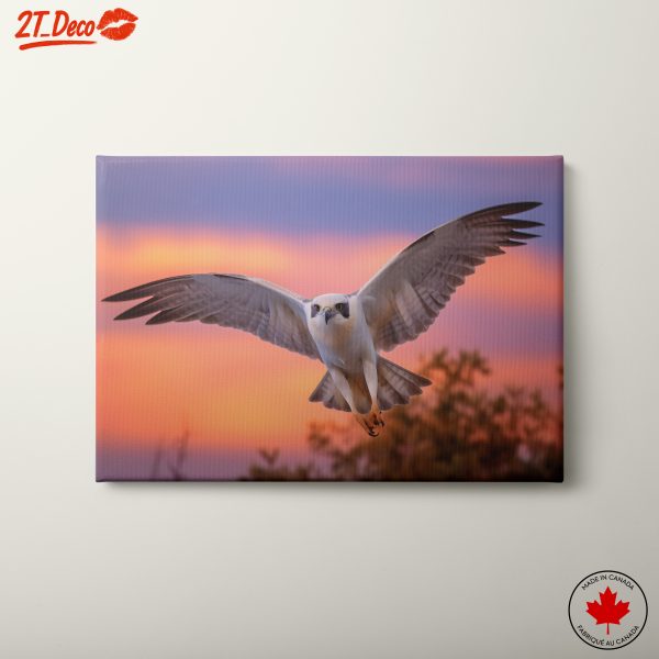 Majestic Bird in Flight at Sunset