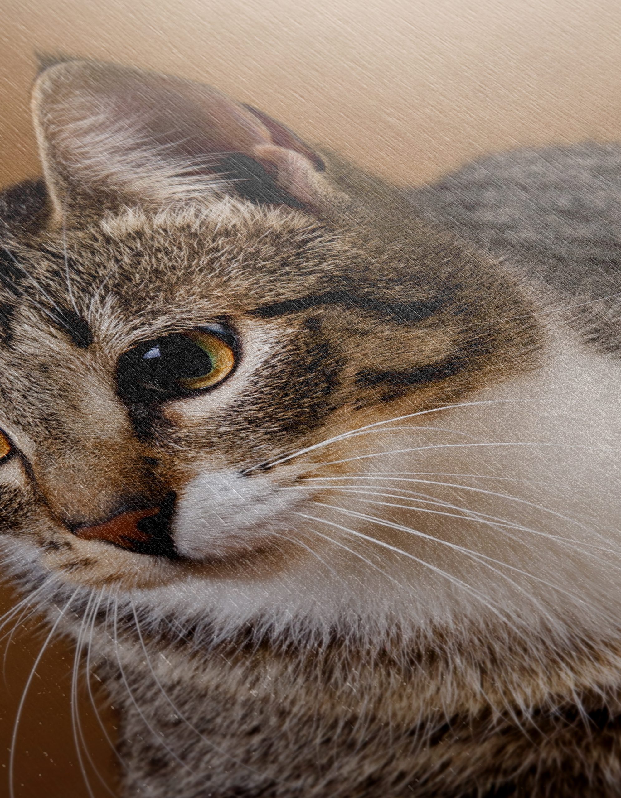 Elegant Domestic Cat Wall Art - Image 12