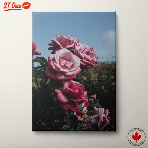 Beautiful Pink Roses Against a Clear Sky