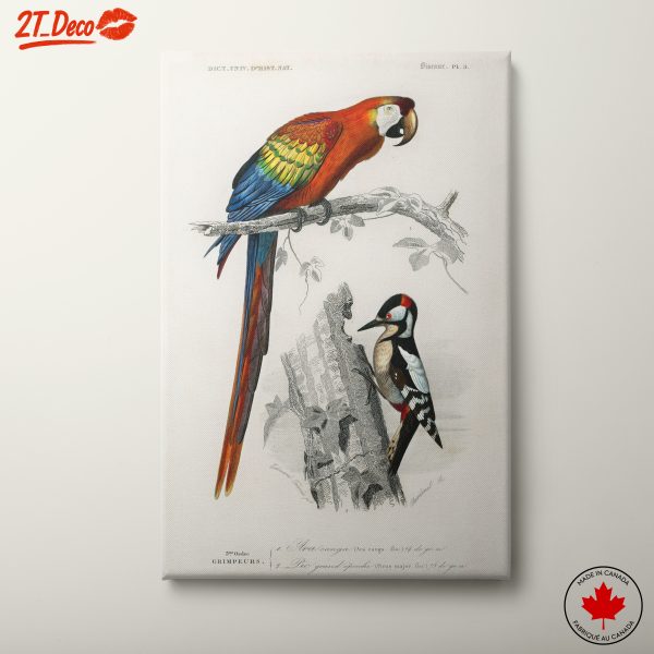 Vibrant Birds Art Featuring Parrot and Woodpecker