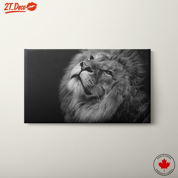 Majestic Black and White Lion Portrait